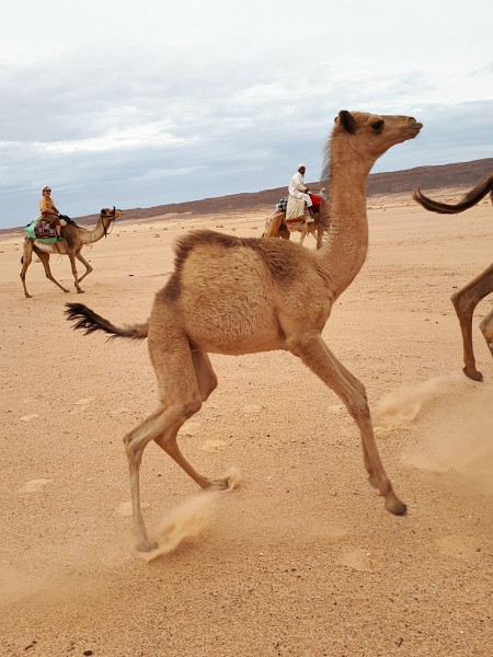 World Camel Day