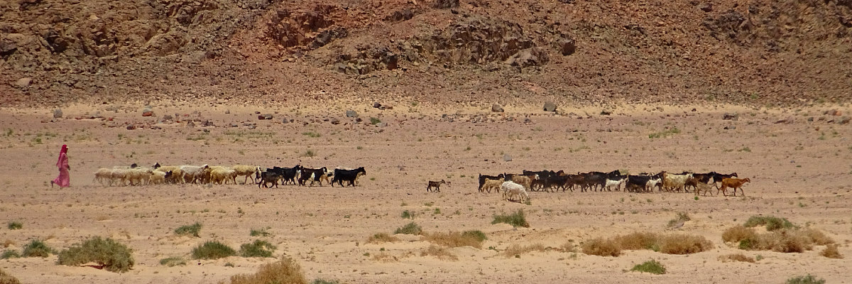 bedouinwomen and the dalel foundation-halters for camels