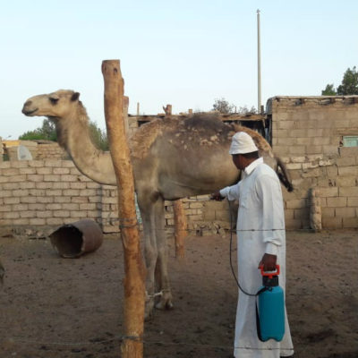 basics4camels stichting dalel