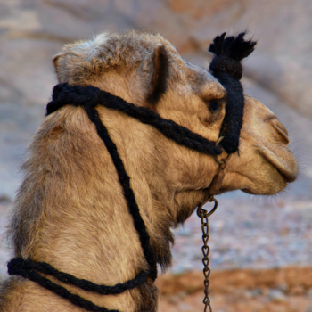 authentic halter - bedouinwomen and dalel foundation