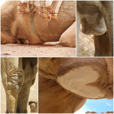 eeltplaten kameel-stichting dalel