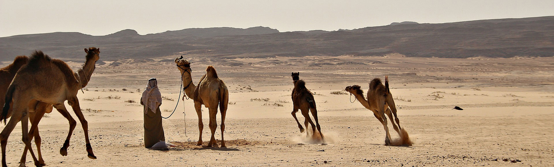 22 juni world camel day